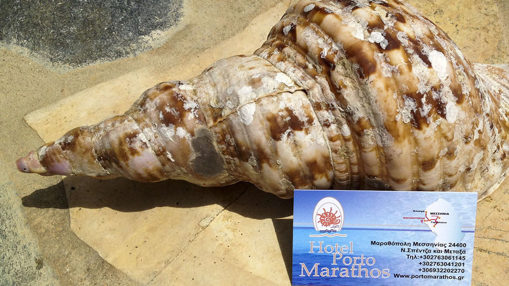 ホテル Porto Marathos マラトポリス エクステリア 写真